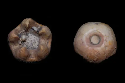 Prophyllocrinus cuspidatus; Perm, Timor; Basleo