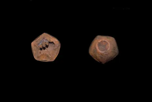 n.sp.; Perm, Timor; Basleo