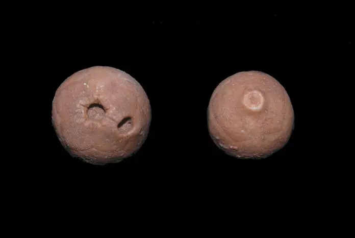 n.sp.; Perm, Timor; Basleo