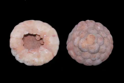 Hydreionocrinus variabilis; Perm, Timor; Basleo