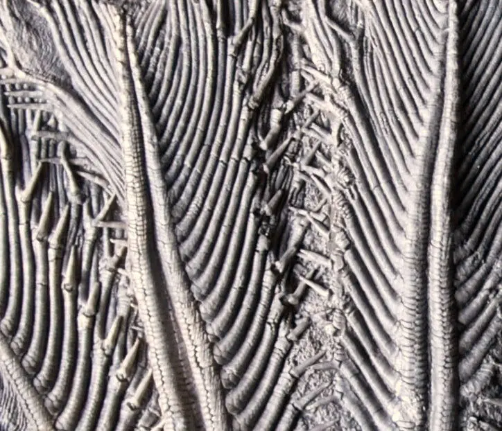 Traumatocrinus hsuixi; 28x26 cm; Guanfing Fm.; China_zoom