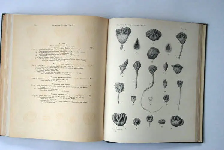 Fossilshop_books_Springer_Silurian crinoids_03e