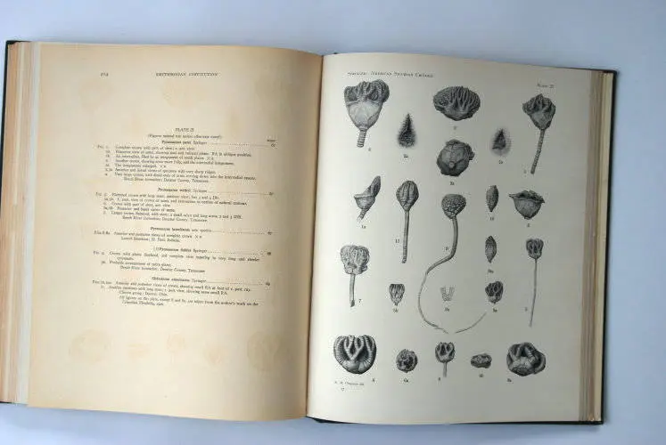 Fossilshop_books_Springer_Silurian crinoids_03e