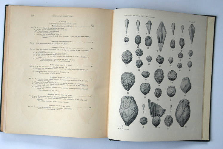 Fossilshop_books_Springer_Silurian crinoids_03f