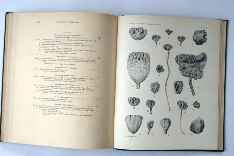 Fossilshop_books_Springer_Silurian crinoids_03g