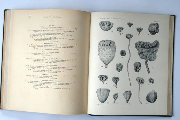 Fossilshop_books_Springer_Silurian crinoids_03g