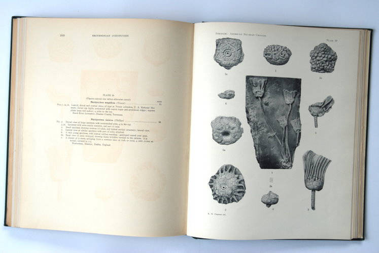 Fossilshop_books_Springer_Silurian crinoids_03h