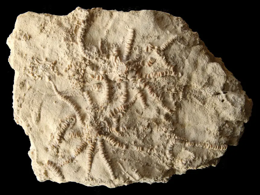 Solanocrinites beltremieuxi; 16x12 cm; Kimmeridge; Pointe du Chay