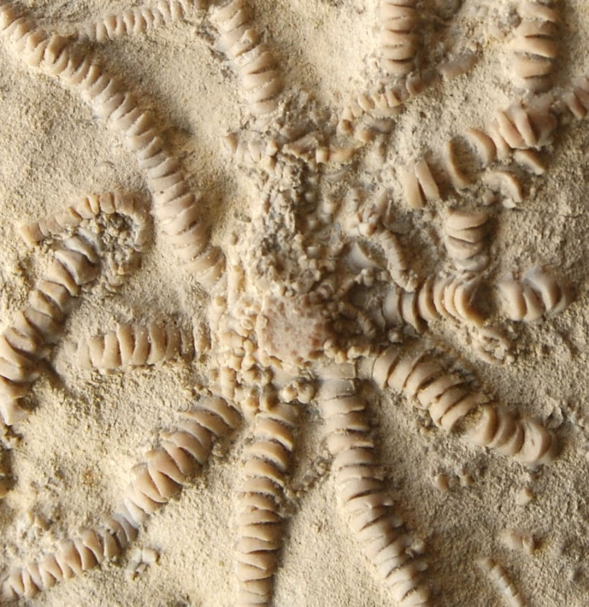 Solanocrinites beltremieuxi; 16x12 cm; Kimmeridge; Pointe du Chay_zoom