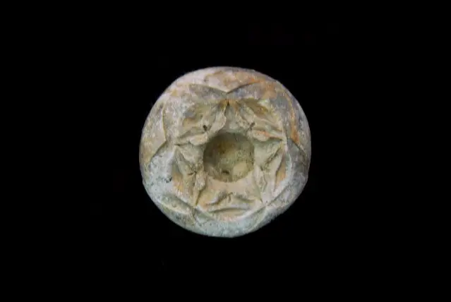 Pomatocrinus mespiliformis; Heidenheim