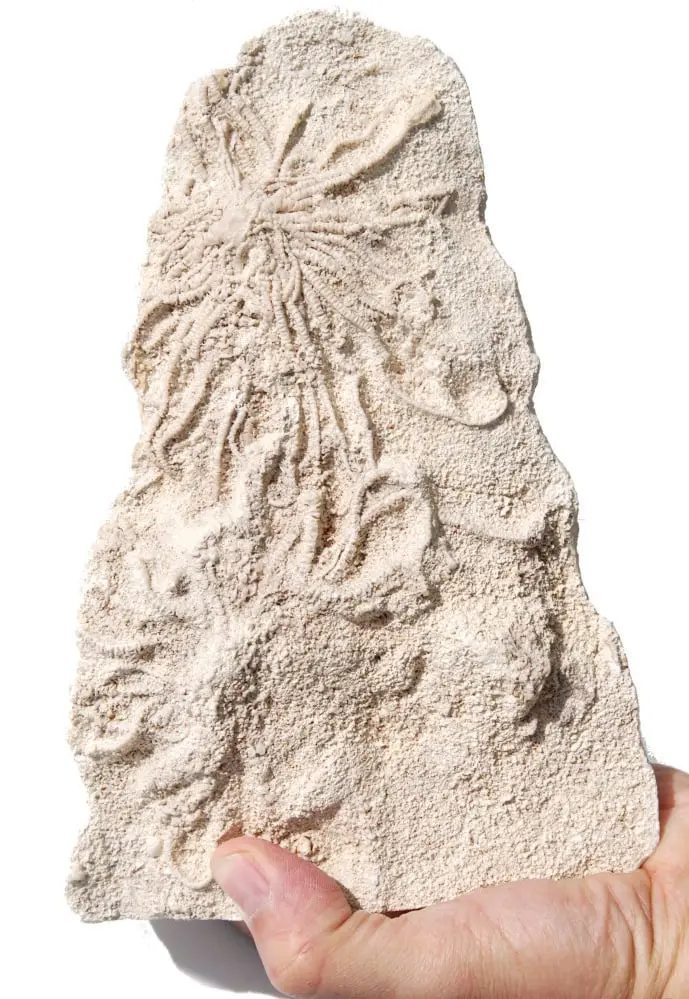 Palaeocomaster sp.; Vaucluse