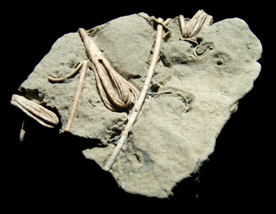 Cicerocrinus_Bundenbach