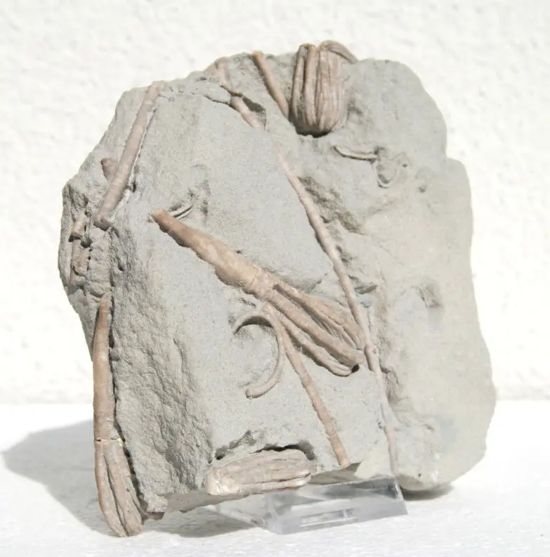 Cicerocrinus_Bundenbach_zoom