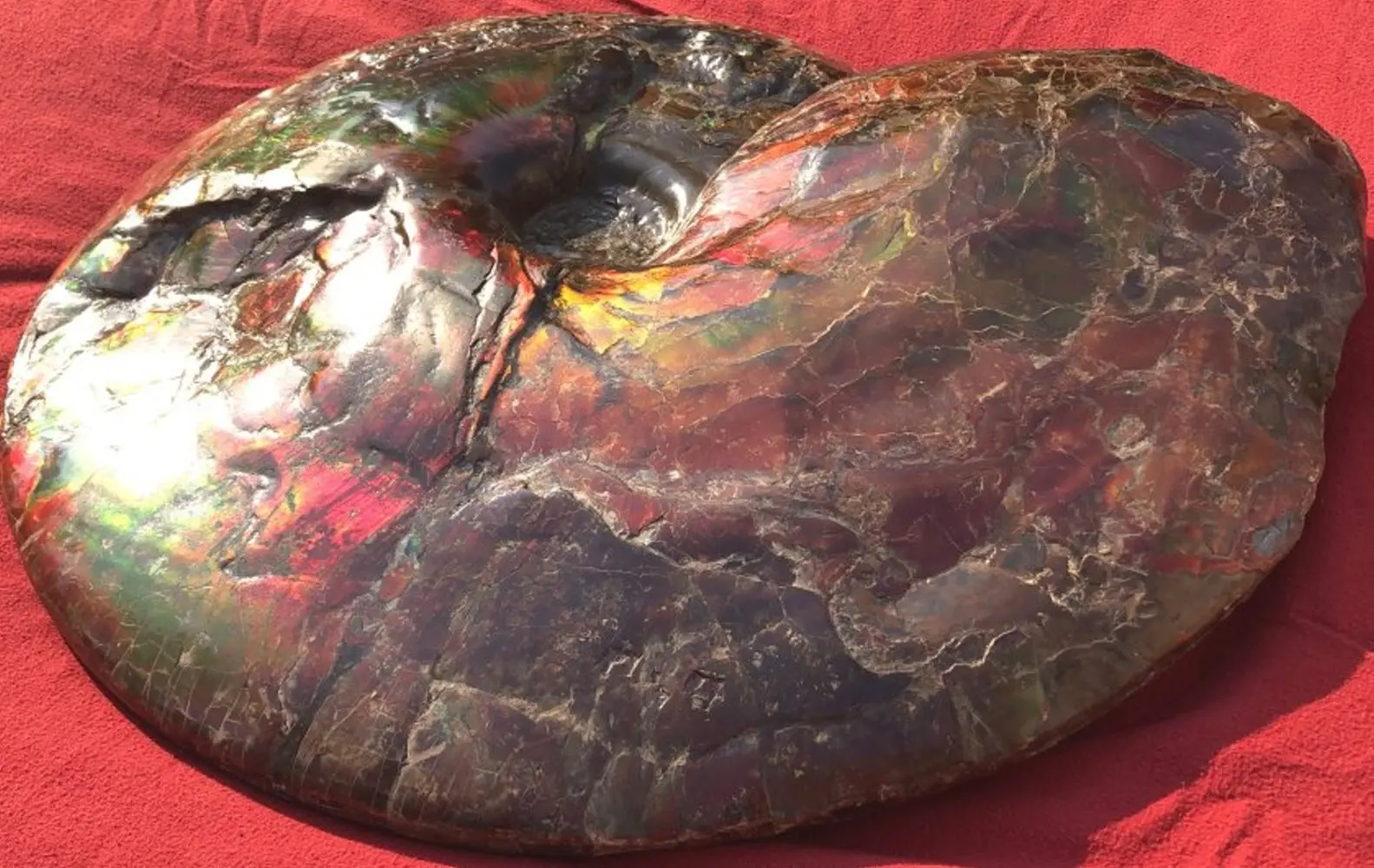 Ammolite_Placinteras Meeki_Bearspaw Formation_01b