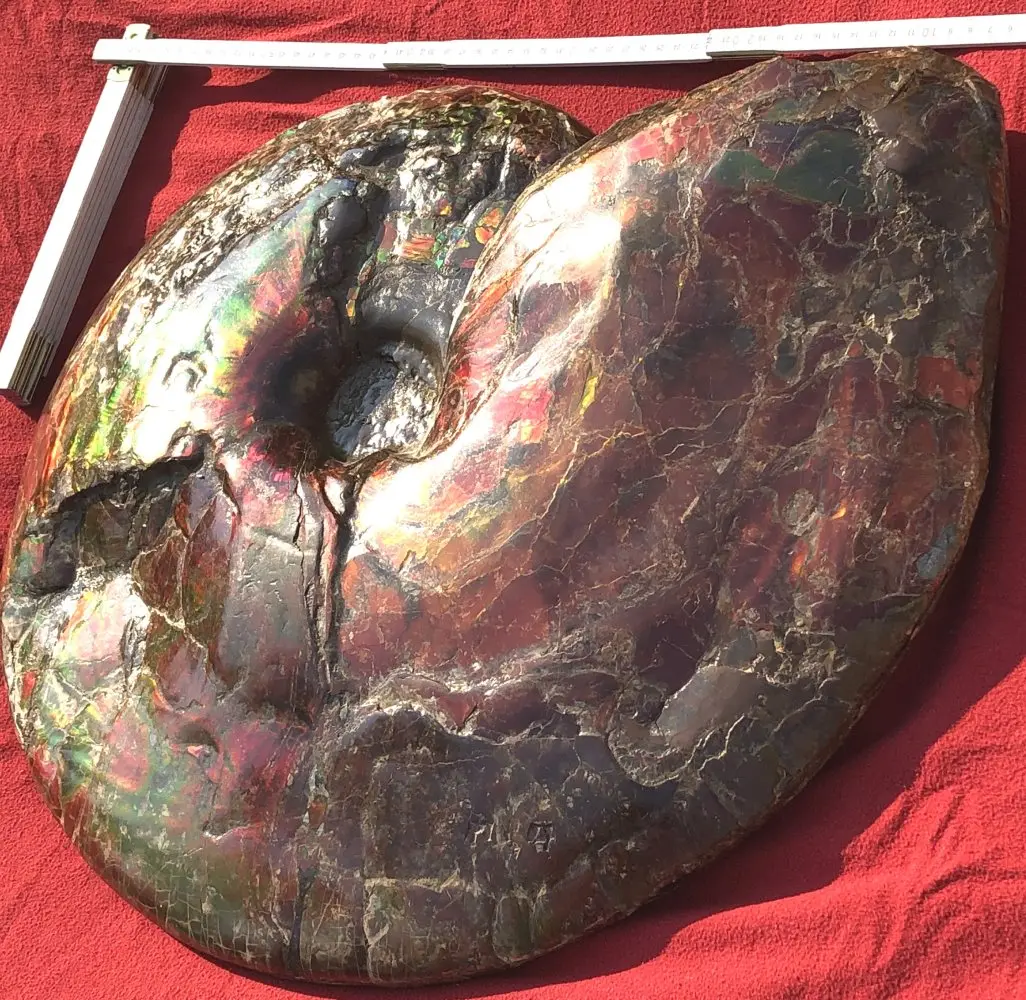 Ammolite_Placinteras Meeki_Bearspaw Formation_01g