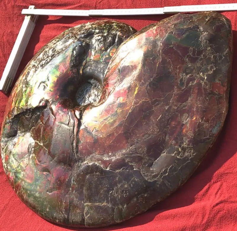 Ammolite_Placinteras Meeki_Bearspaw Formation_01g