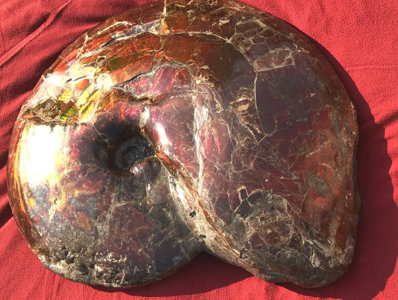 Ammolite_Placinteras Meeki_Bearspaw Formation_01a