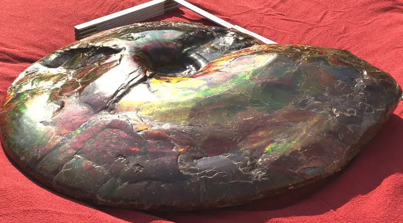 Ammolite_Placinteras Meeki_Bearspaw Formation_01c