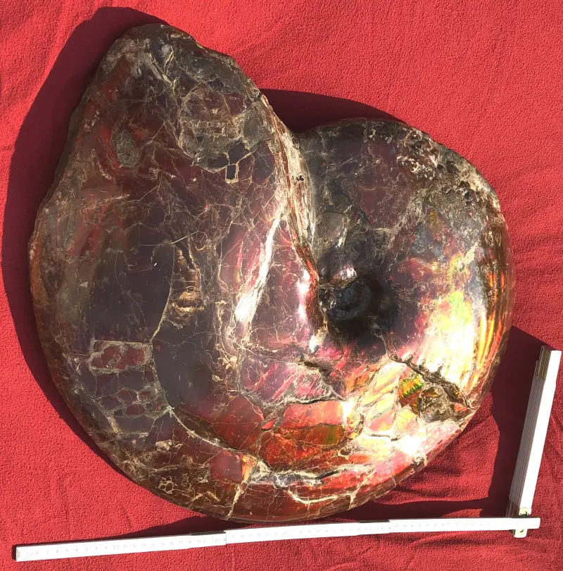 Ammolite_Placinteras Meeki_Bearspaw Formation_01e