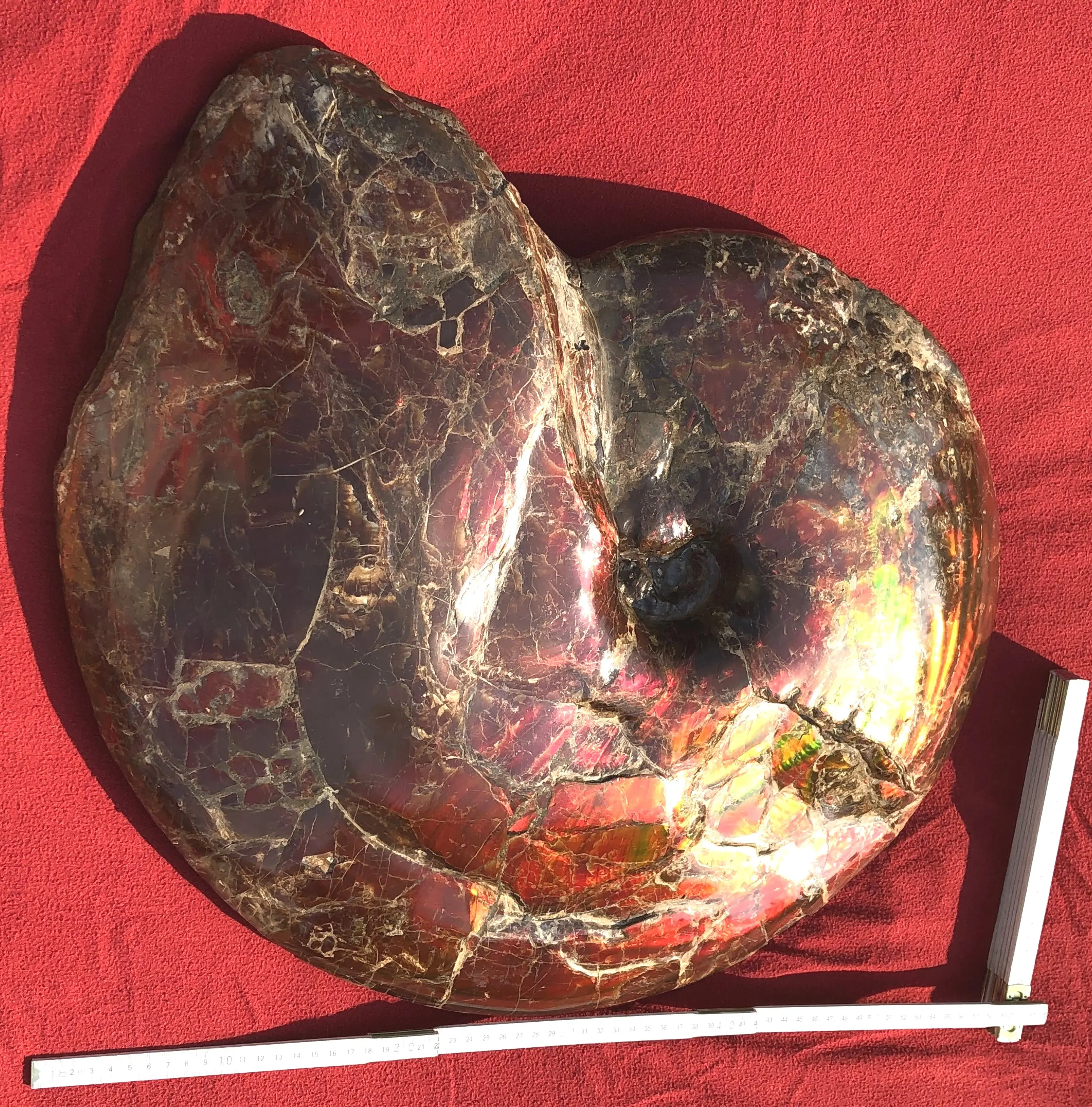 Ammolite_Placinteras Meeki_Bearspaw Formation_01e