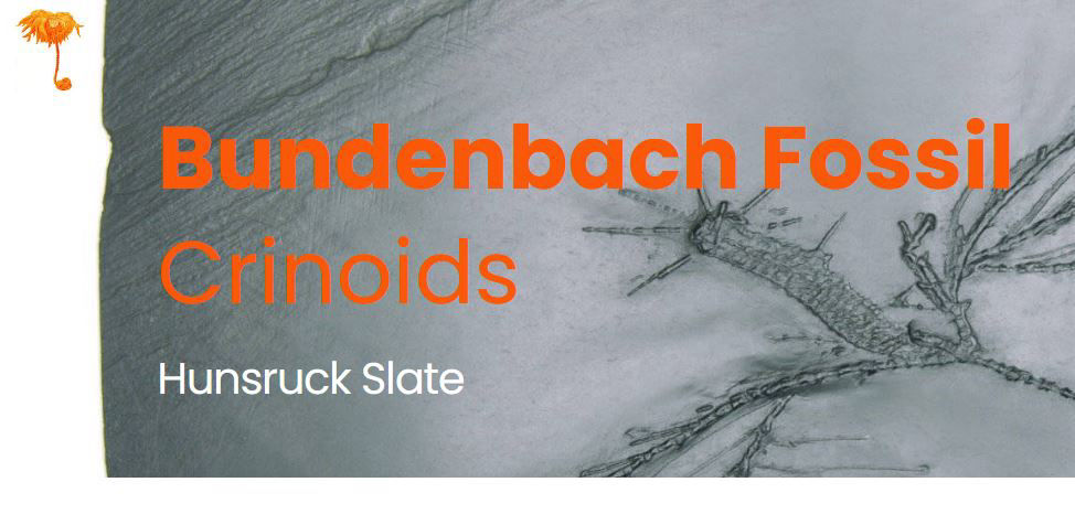 BundenbachFossil