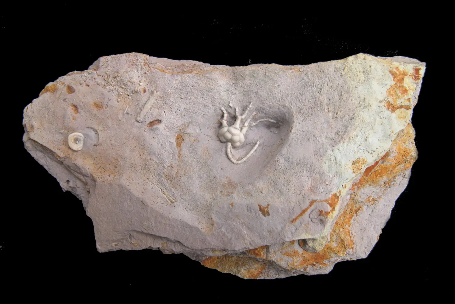 Dicromyocrinus ornatus_Russia