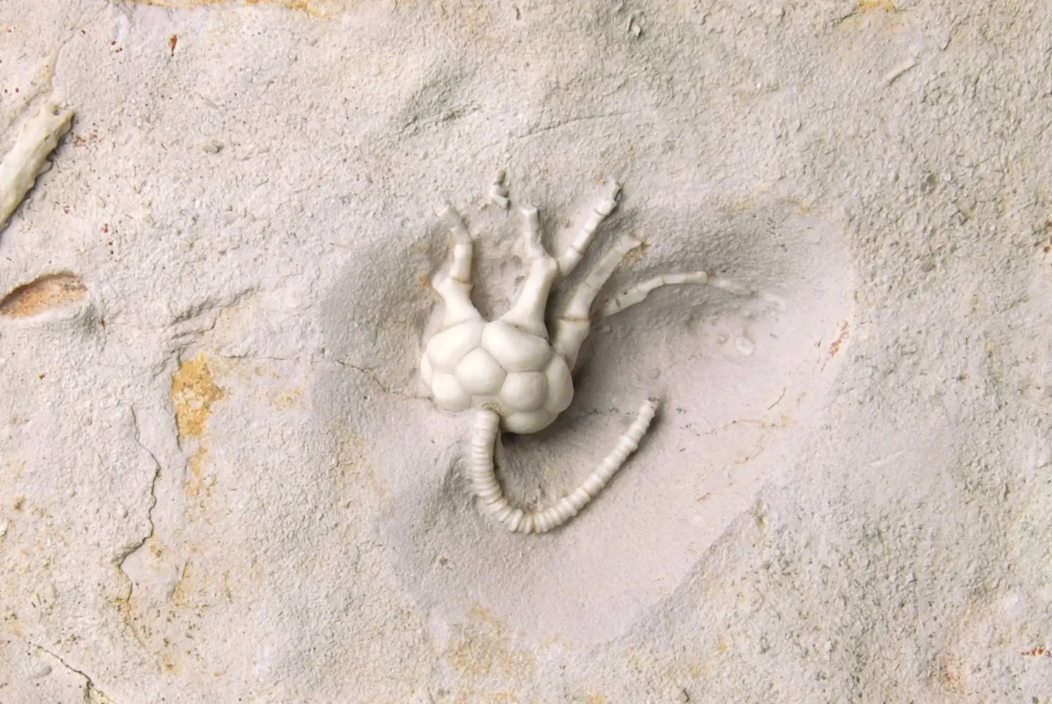 Dicromyocrinus ornatus_Russia_zoom