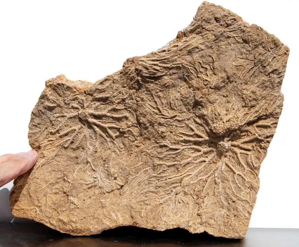 Pentacrinus dargniesi; 25x25 cm; Hauptrogenstein Fm.; Develier