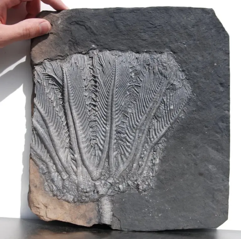 Traumatocrinus hsuixi; 28x26 cm; Guanfing Fm.; China