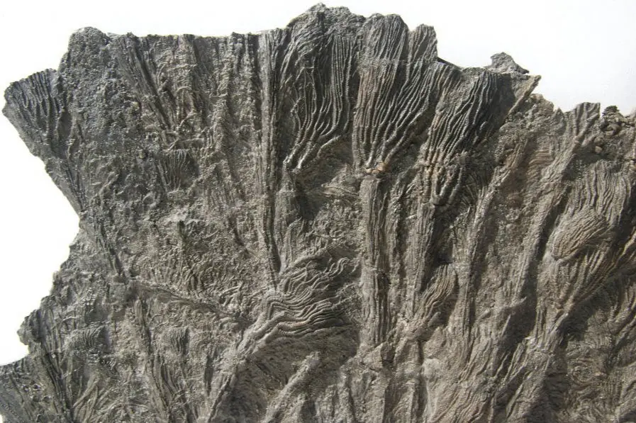 Pentacrinites fossilis_Dorset_14a