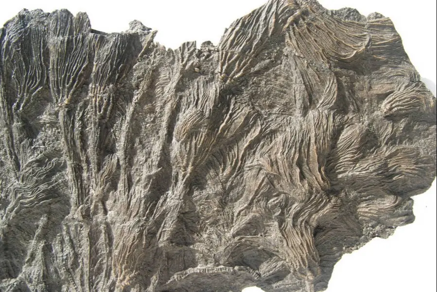 Pentacrinites fossilis_Dorset_14b