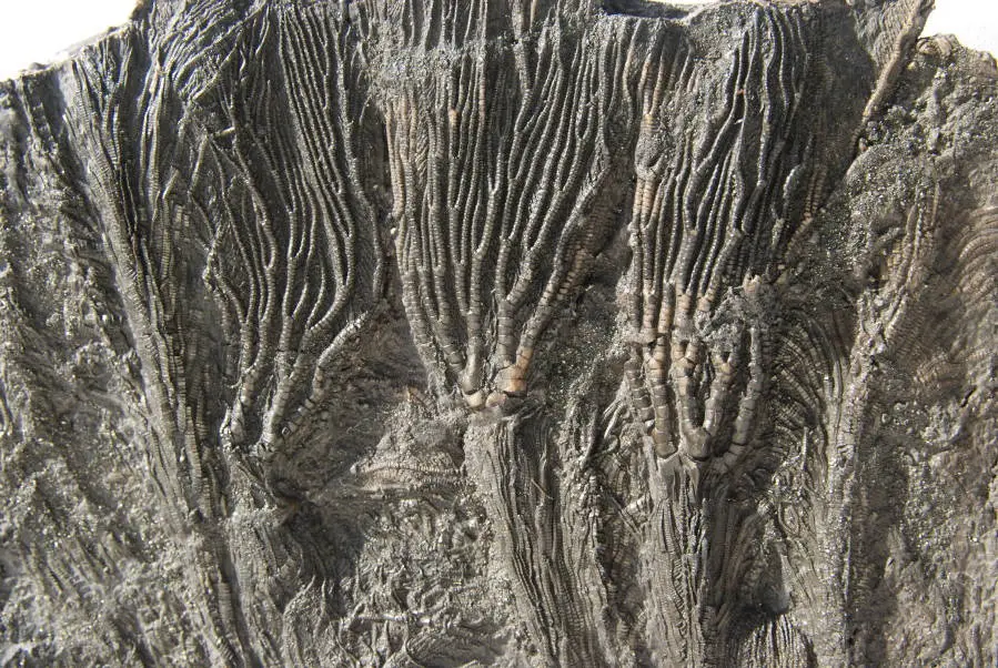 Pentacrinites fossilis_Dorset_14c