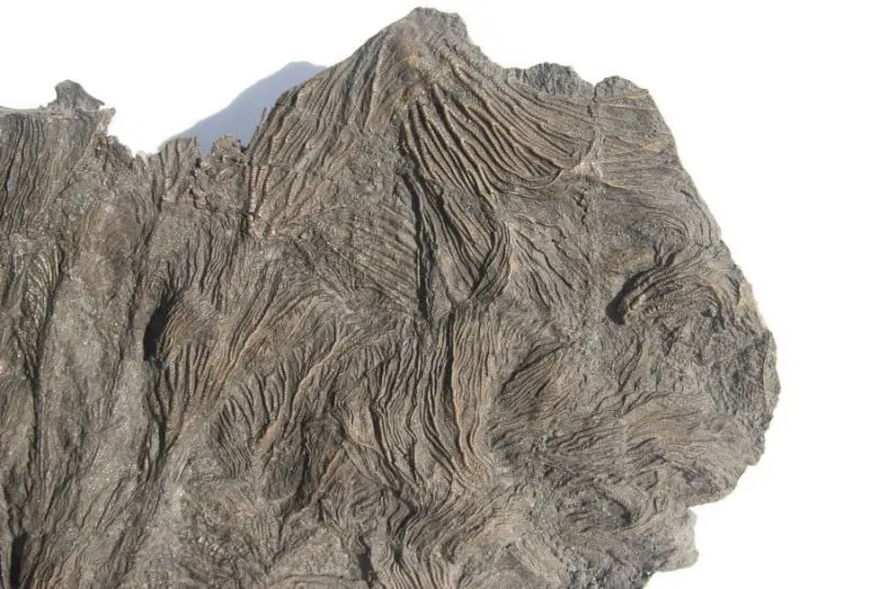 Pentacrinites fossilis_Dorset_14d