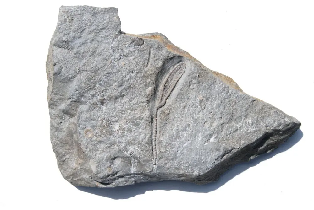 Storthingocrinus ebbighausenis; Eifelium, Ahrdorf Schichten; Gerolsteiner Mulde