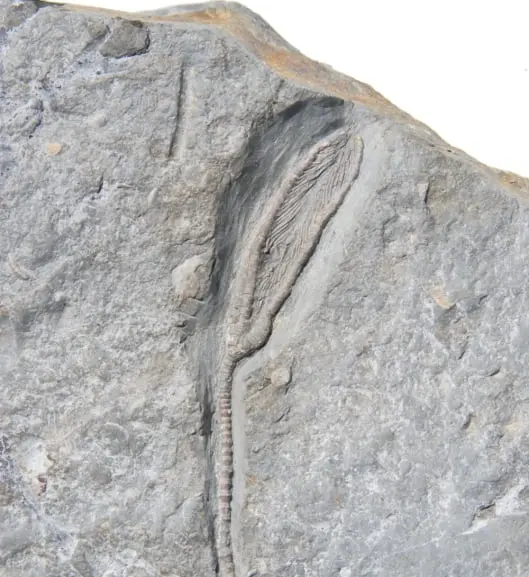 Storthingocrinus ebbighausenis; Eifelium, Ahrdorf Schichten; Gerolsteiner Mulde_zoom