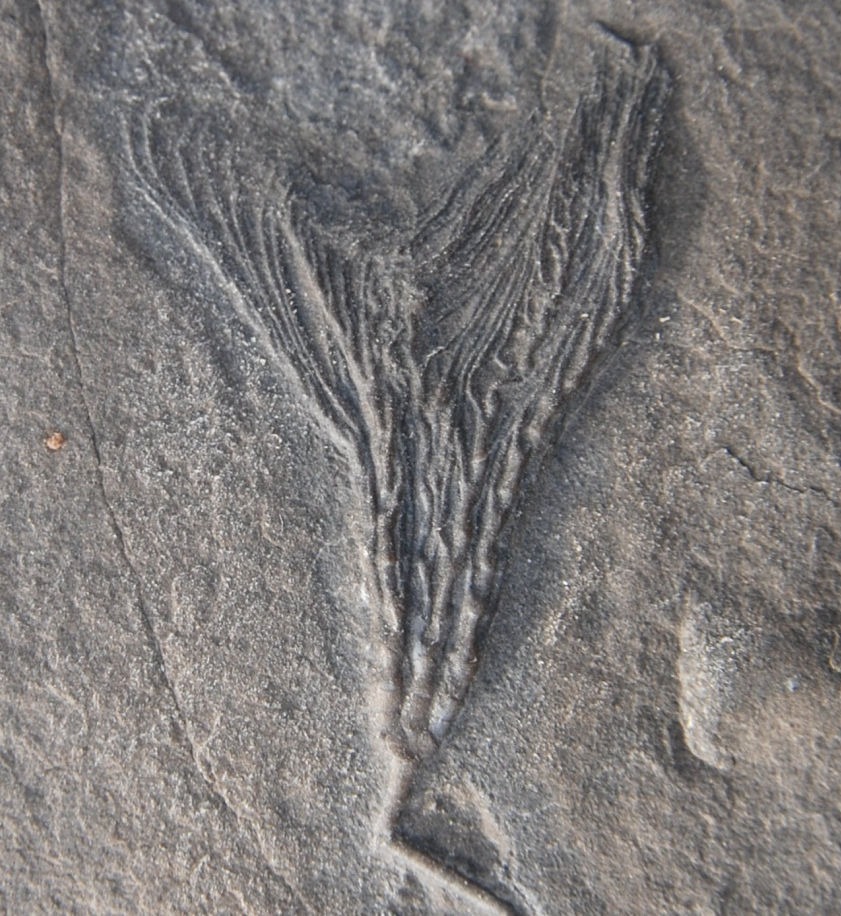 Ectenocrinus geniculatus; 9.5x9.5 cm; Neuville Fm.; Quebec City area_zoom