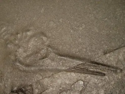 Fossils_Preparation_Holzmaden Fossils_Preparation_Holzmaden