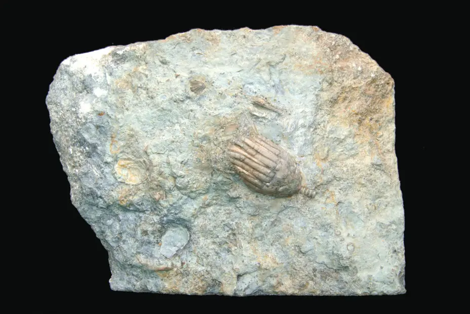 Eucalyptocrinus costatus_Gotland