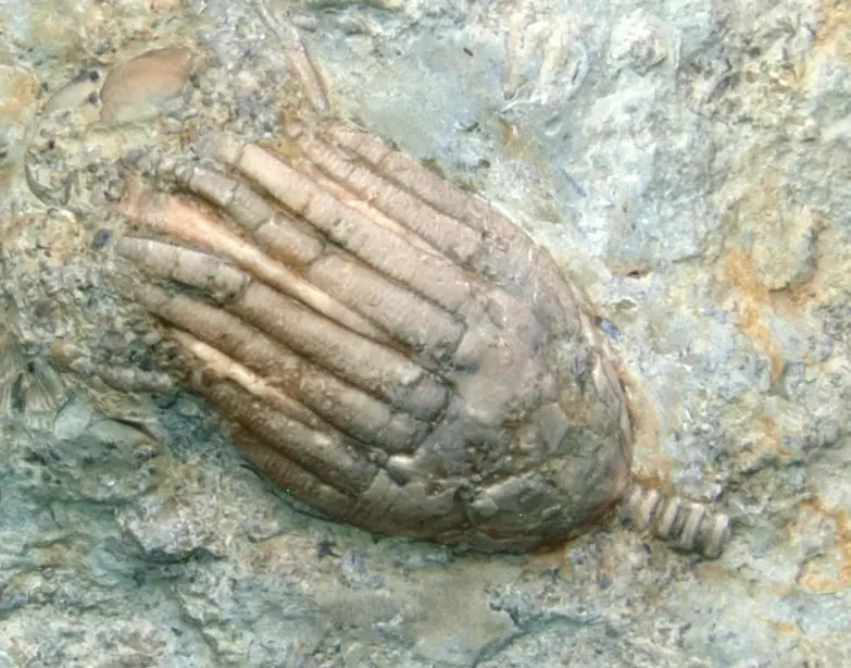 Eucalyptocrinus costatus_Gotland_zoom