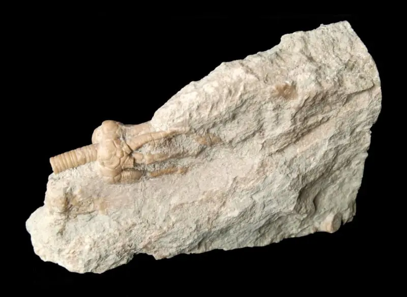 Corynbocrinus polydactylus_3a