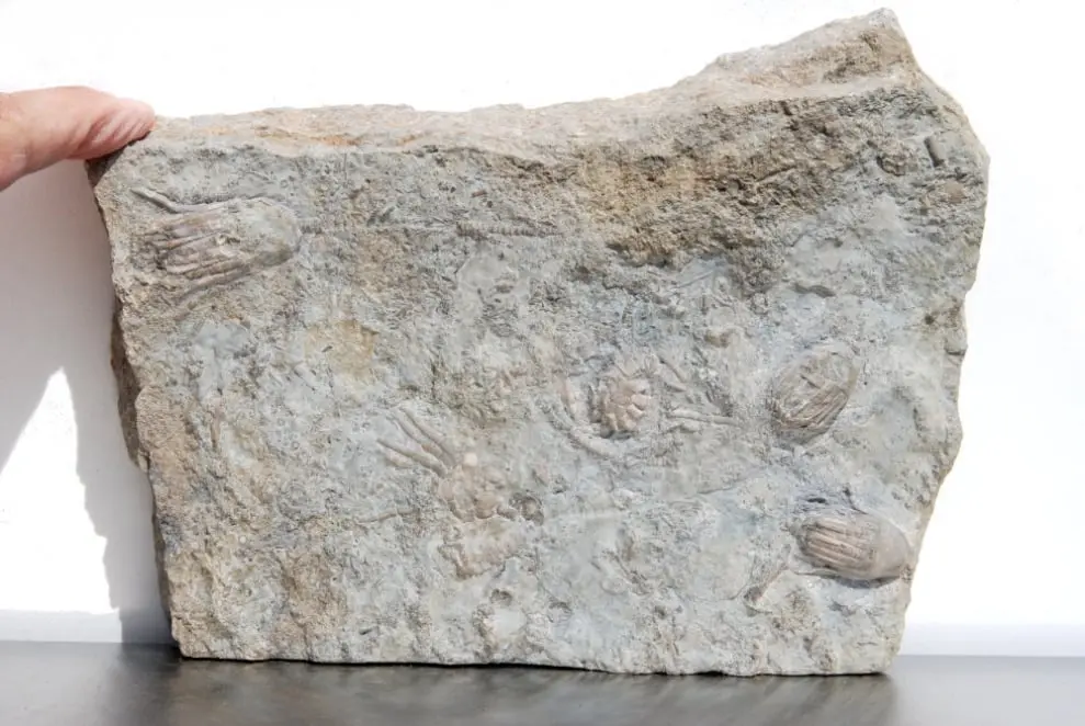 Eucalyptocrinus costatus_Gotland