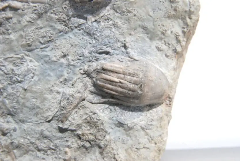 Eucalyptocrinus costatus_Gotland_zoom