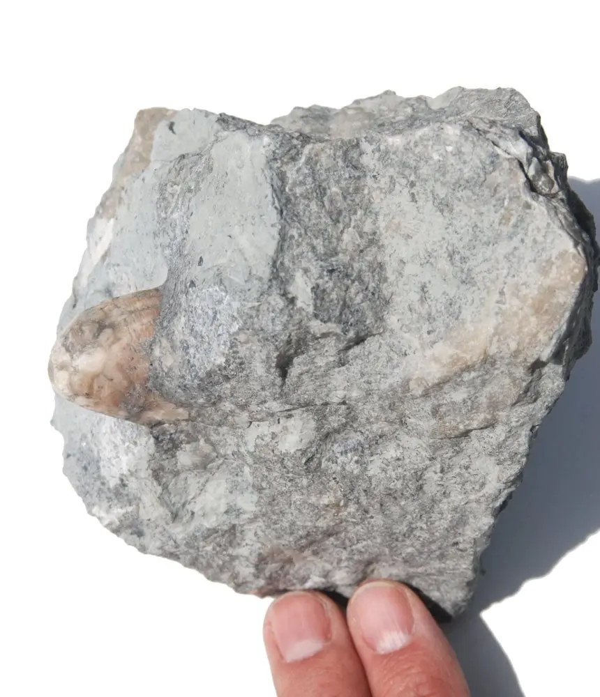 Eucalyptocrinus costatus_G7b