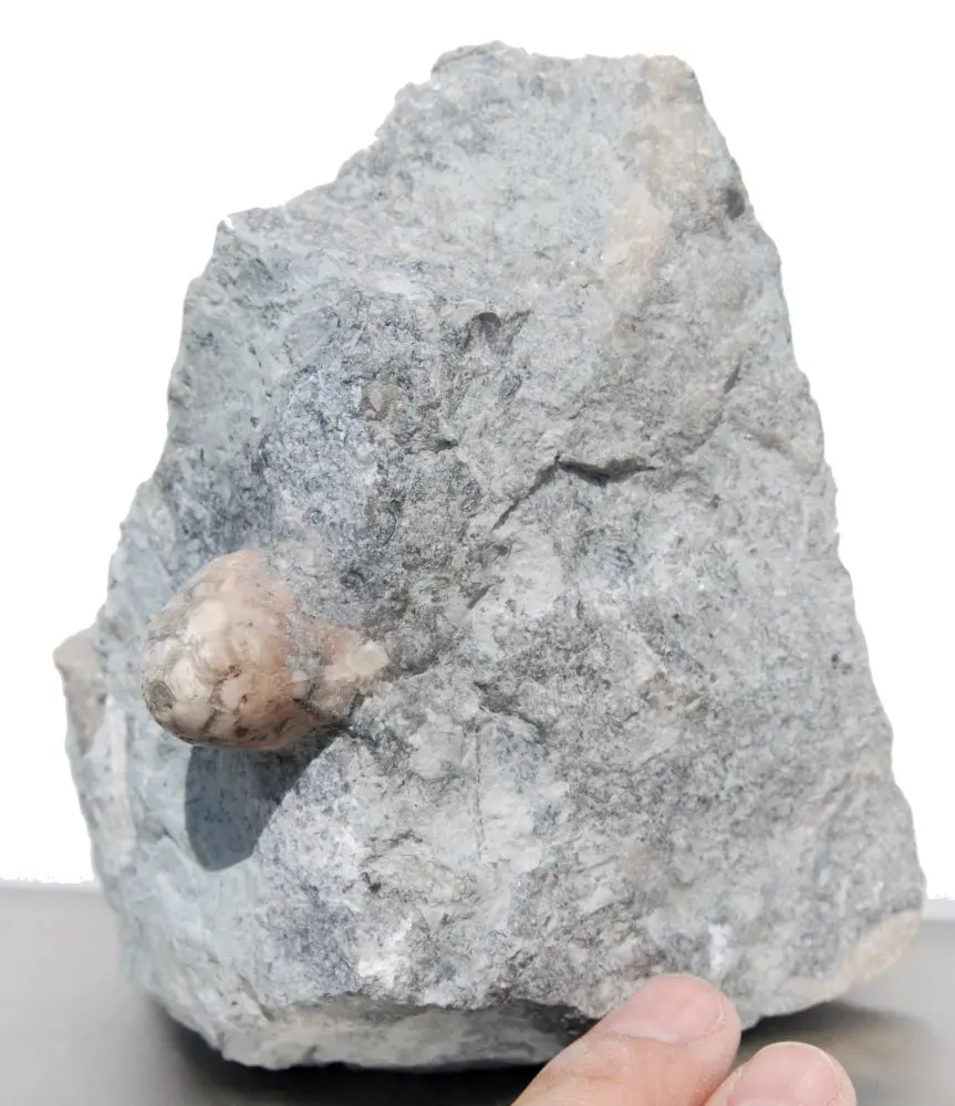 Eucalyptocrinus costatus_G7d