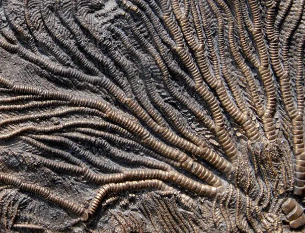 Pentacrinites fossilis_zoom