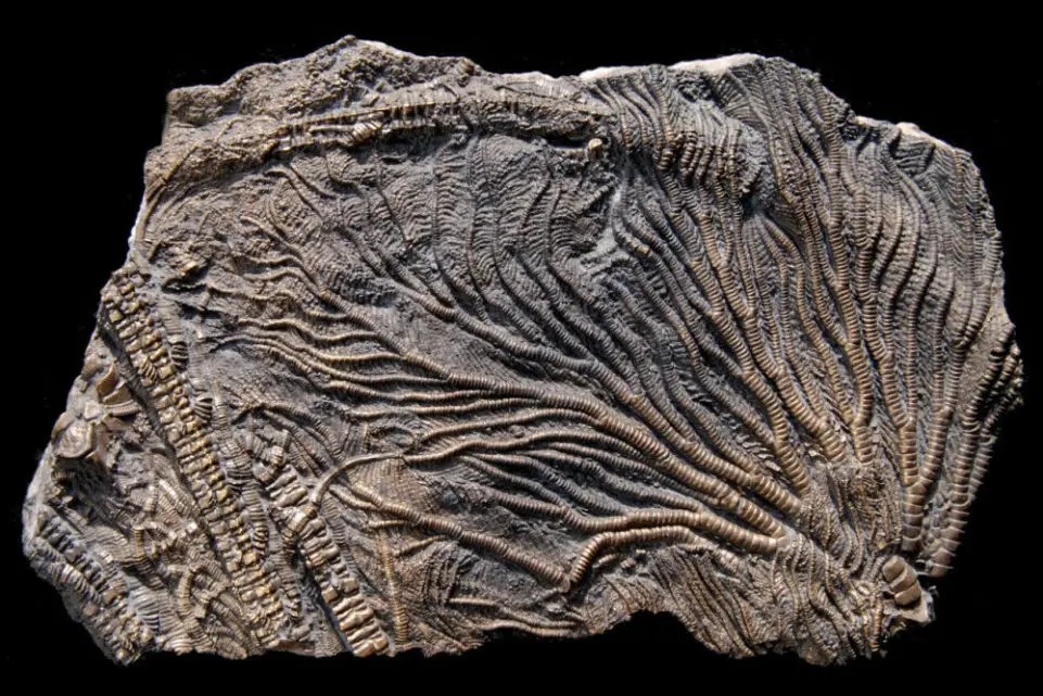 Pentacrinites fossilis