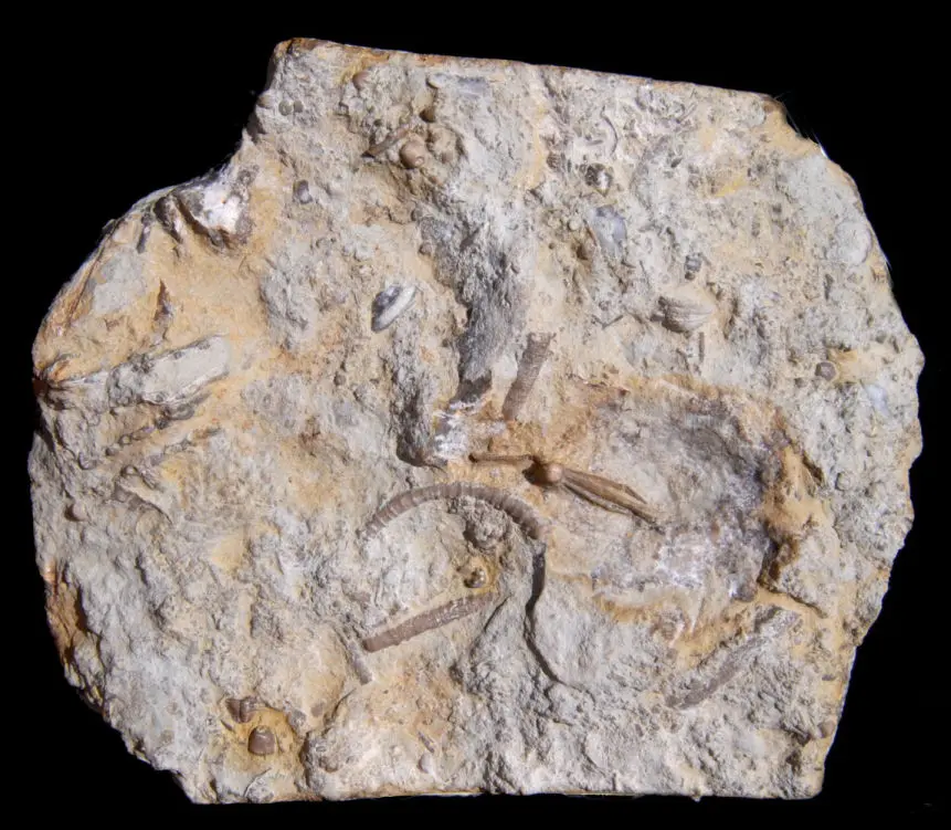 Pisocrinus pilula; 11x9 cm; Ludlow, Hemse-Group; Sproge, Gotland